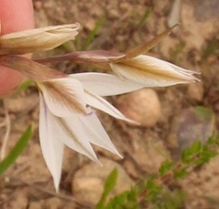 Gladiolus stellatus