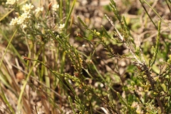 Struthiola parviflora