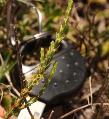 Struthiola parviflora