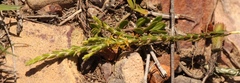 Struthiola parviflora