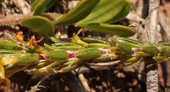 Struthiola parviflora