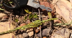 Struthiola parviflora