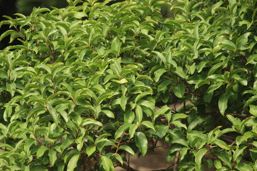 Syzygium hemisphericum observed 2023-04-07