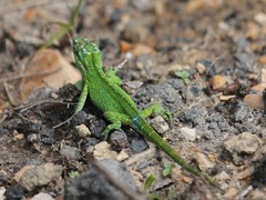 Anolis heterodermus