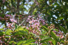 Dichaetanthera