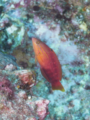 Gunther's Parrotfish photo 3
