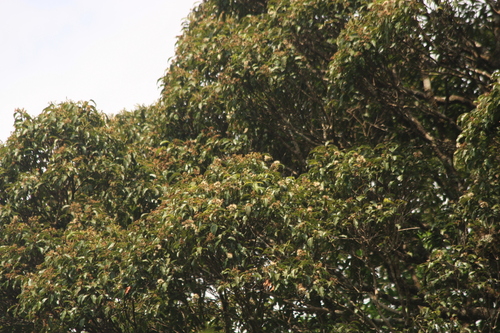 Syzygium densiflorum, photograph 5