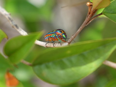 Calidea madagascariensis