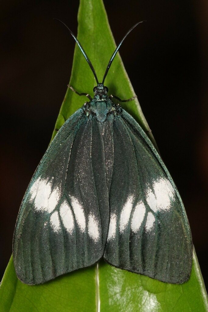 Cyclosia sordidus