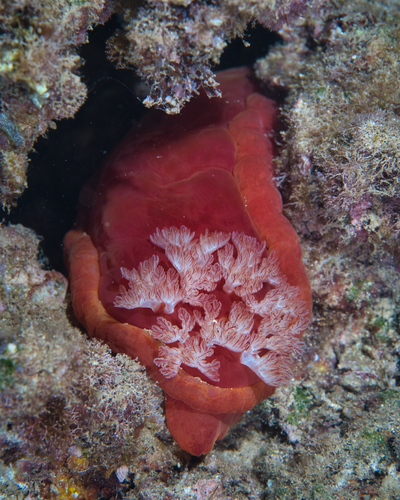 Hexabranchus sanguineus, 2023-04-18