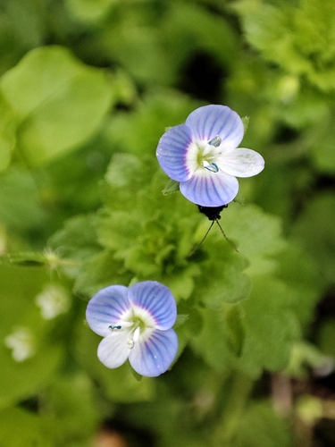 bird's-eye speedwell