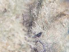 Zonotrichia leucophrys