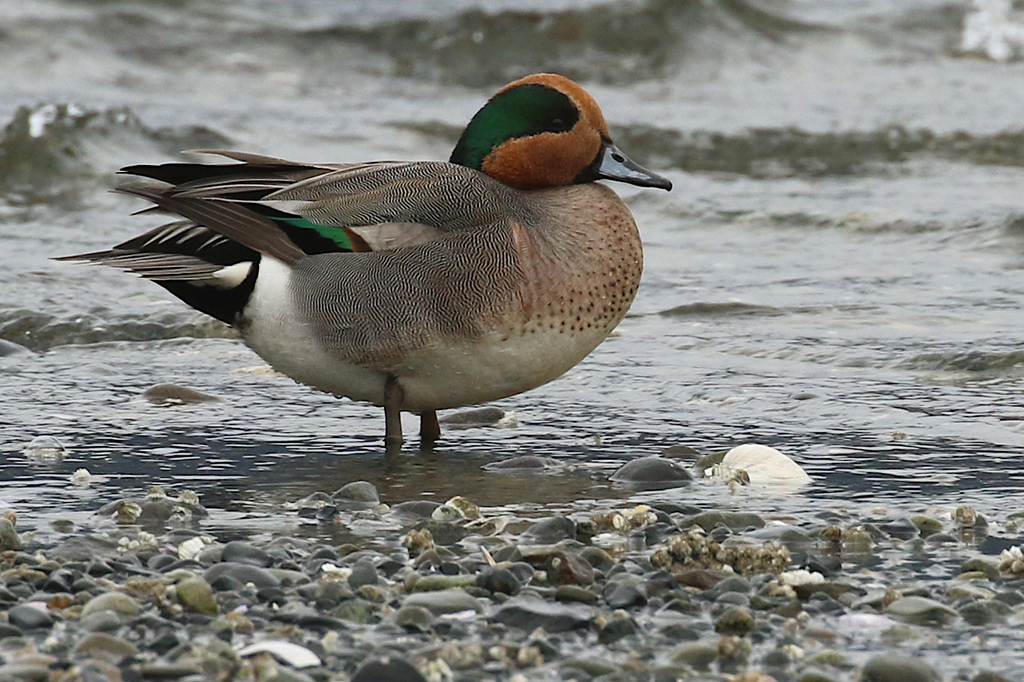 Green-winged Teal × American Wigeon