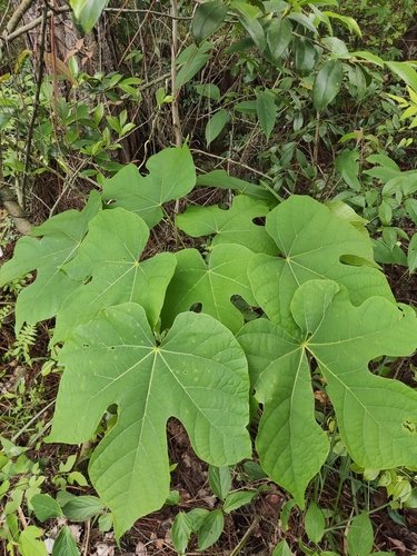 Chinese parasol tree