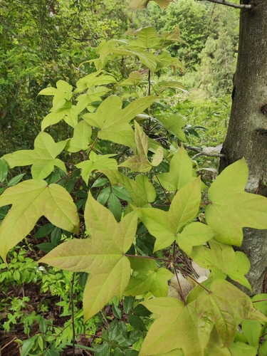 Chinese Sweetgum