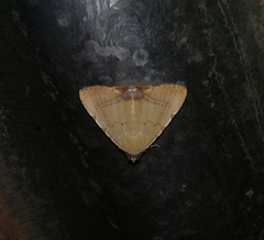 Eulepidotis modestula