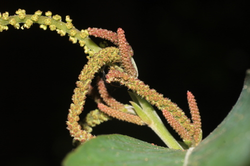 Antidesma montanum