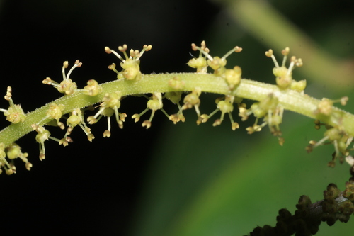 Antidesma montanum