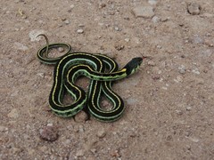 Thamnophis pulchrilatus