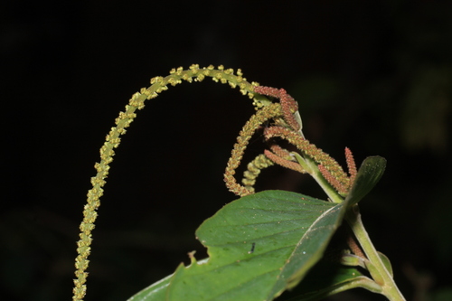 Antidesma montanum