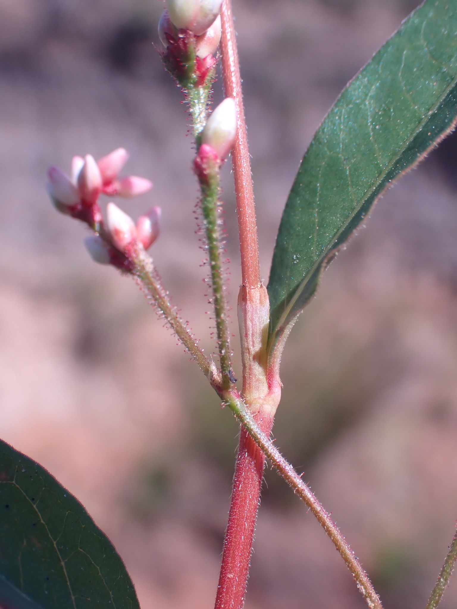 Persicaria meisneriana