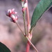 Persicaria meisneriana - Photo (c) David Hoare, algunos derechos reservados (CC BY-NC), subido por David Hoare