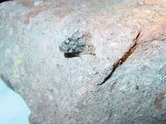 Alphina glauca