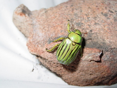 Chrysina gloriosa