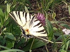 Iphiclides podalirius