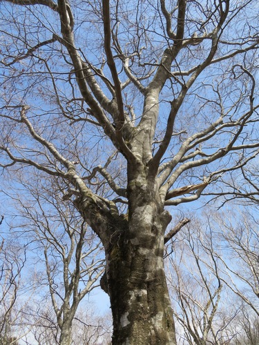 Image of Fagus crenata by (c) Marco Mussita, some rights reserved (CC BY)