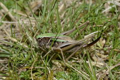 Metrioptera brachyptera
