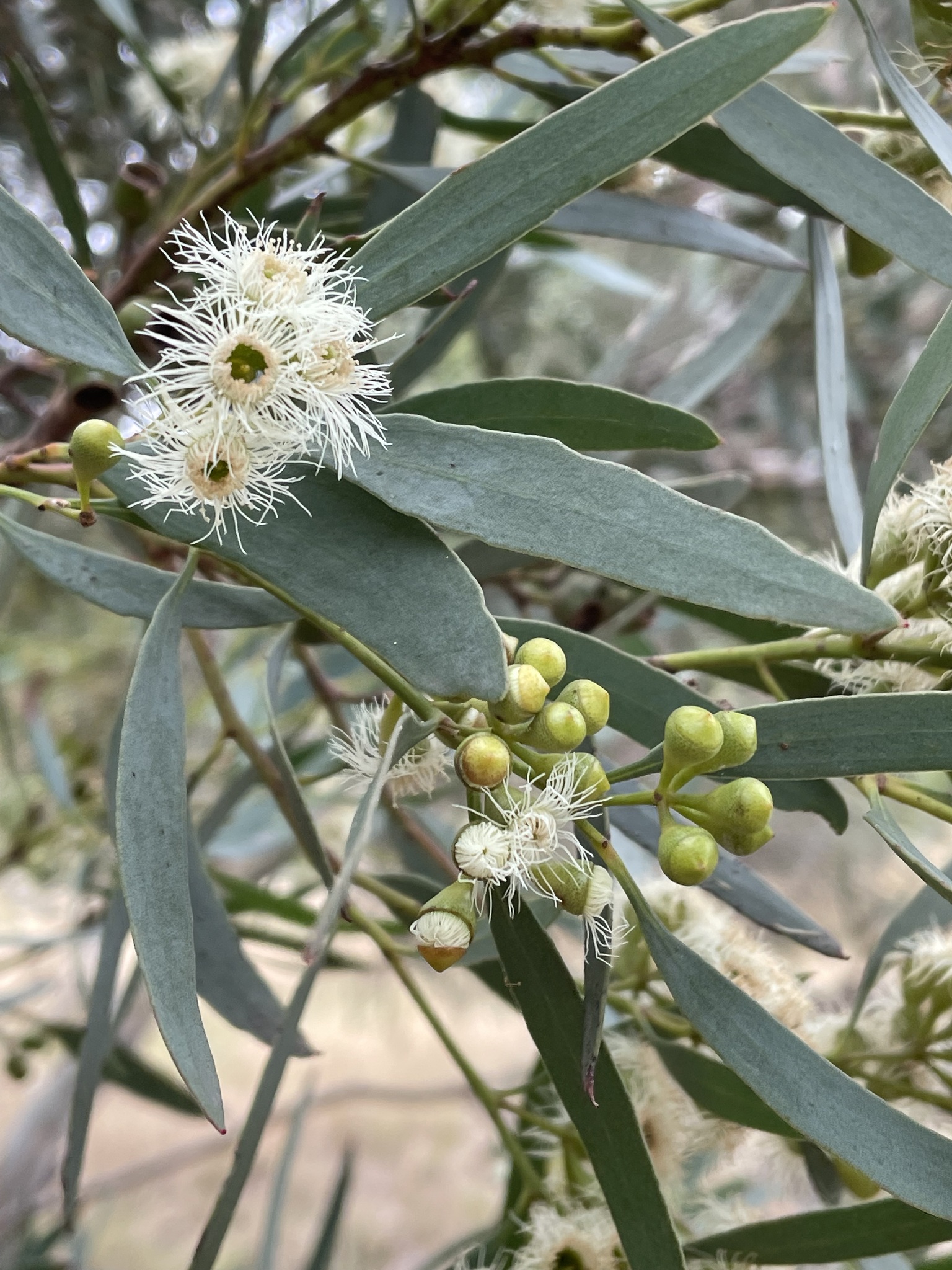 Eucalyptus halophila