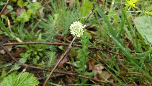 žerucha poľná (Lepidium campestre)