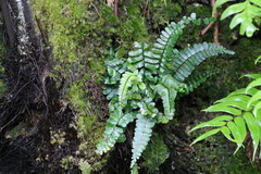 Asplenium normale