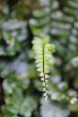 Asplenium normale