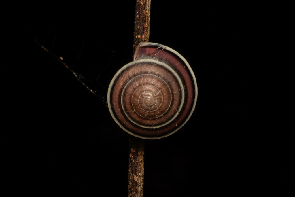Dyakia