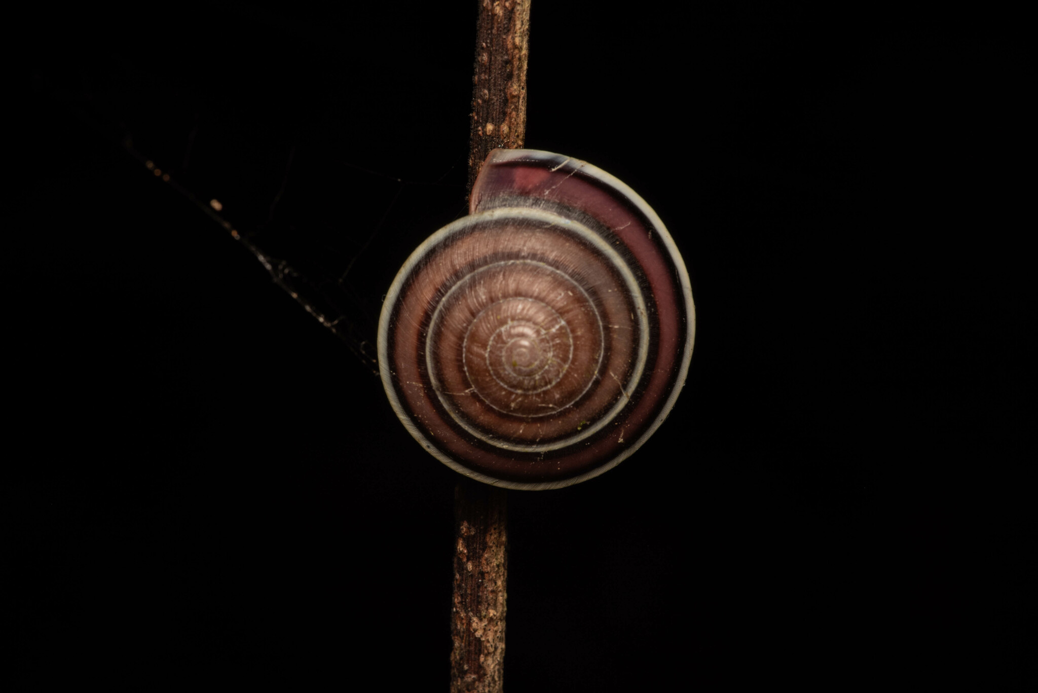 Dyakia