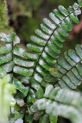 Asplenium normale