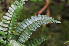 Asplenium normale