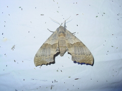 Pachysphinx occidentalis