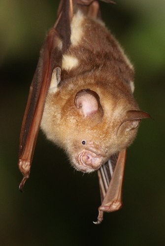 Diadem Roundleaf Bat (Hipposideros diadema)