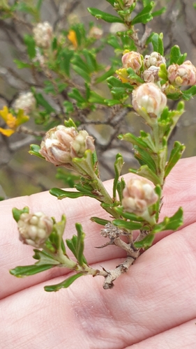 Image of Pomaderris obcordata by (c) Rosalie Lawrence, some rights reserved (CC BY)