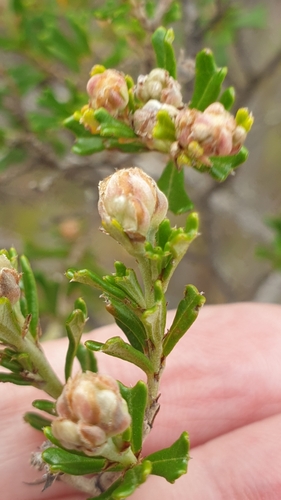 Image of Pomaderris obcordata by (c) Rosalie Lawrence, some rights reserved (CC BY)