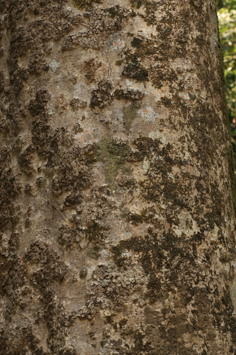 Syzygium gardneri, 2023-04-18
