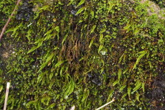 Trachycystis microphylla