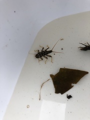 Acroneuria carolinensis