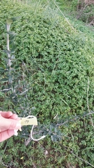 Olea europaea europaea