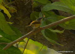 Prinia flaviventris