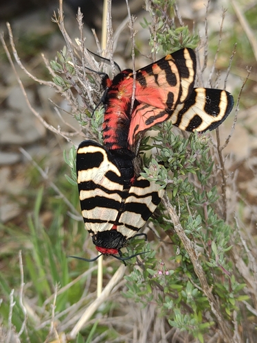 Arctia festiva