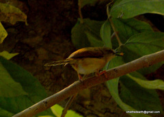 Prinia flaviventris